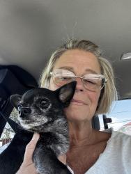 Reunited Male Cat last seen Near St, Pinellas Park, FL 33781
