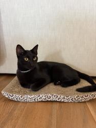 Lost Female Cat last seen Hico Street and Oak Crest Rd in Siloam Springs, 1 mile from Siloam Springs City Lake, Siloam Springs, AR 72761