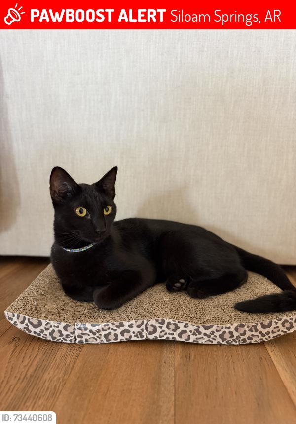 Lost Female Cat last seen Hico Street and Oak Crest Rd in Siloam Springs, 1 mile from Siloam Springs City Lake, Siloam Springs, AR 72761