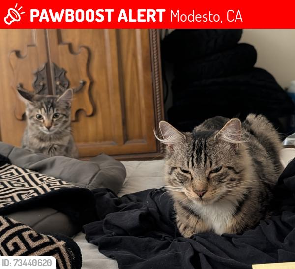Lost Male Cat last seen Mount Vernon, Modesto, CA 95350