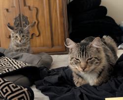 Lost Male Cat last seen Mount Vernon, Modesto, CA 95350