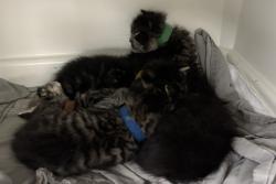 Shelter Stray Male Cat last seen in box in lobby of 3030 Surf Avenue, BROOKLYN, NY, 11224, 326 E 110th St, New York, NY 10029, USA