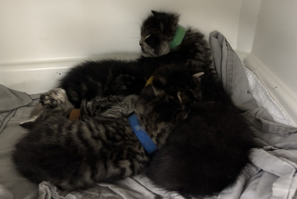 Shelter Stray Male Cat last seen in box in lobby of 3030 Surf Avenue, BROOKLYN, NY, 11224, 326 E 110th St, New York, NY 10029, USA
