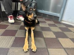 Shelter Stray Female Dog last seen Crotona Avenue, BRONX, NY, 10457, 326 E 110th St, New York, NY 10029, USA