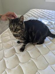 Shelter Stray Unknown Cat last seen Coronet Avenue, VIRGINIA BEACH, VA, 341 S Birdneck Rd, Virginia Beach, VA 23451, USA