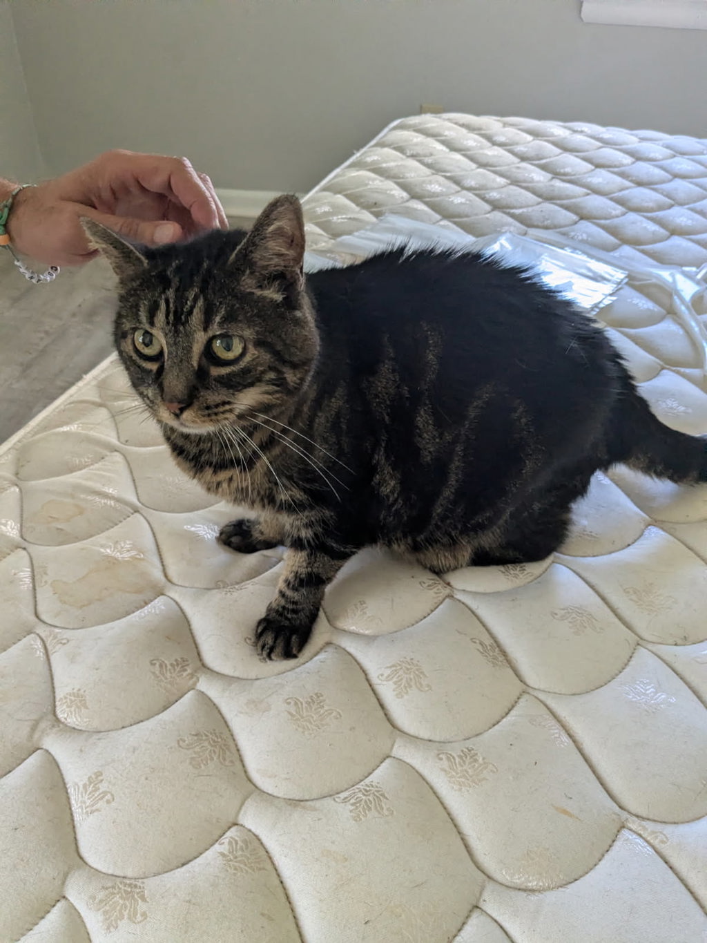 Shelter Stray Unknown Cat last seen Coronet Avenue, VIRGINIA BEACH, VA, 341 S Birdneck Rd, Virginia Beach, VA 23451, USA