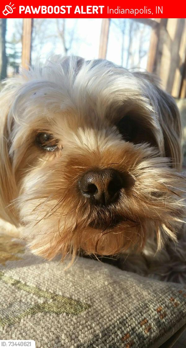 Lost Male Dog last seen Potters like and Green Braes dr, Indianapolis, IN 46234