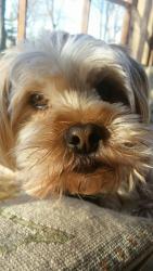 Lost Male Dog last seen Potters like and Green Braes dr, Indianapolis, IN 46234