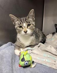 Shelter Stray Male Cat last seen Near 6th Avenue N, GREAT FALLS, MT, 59403, 1010 25th Ave NE, Great Falls, MT 59404, USA