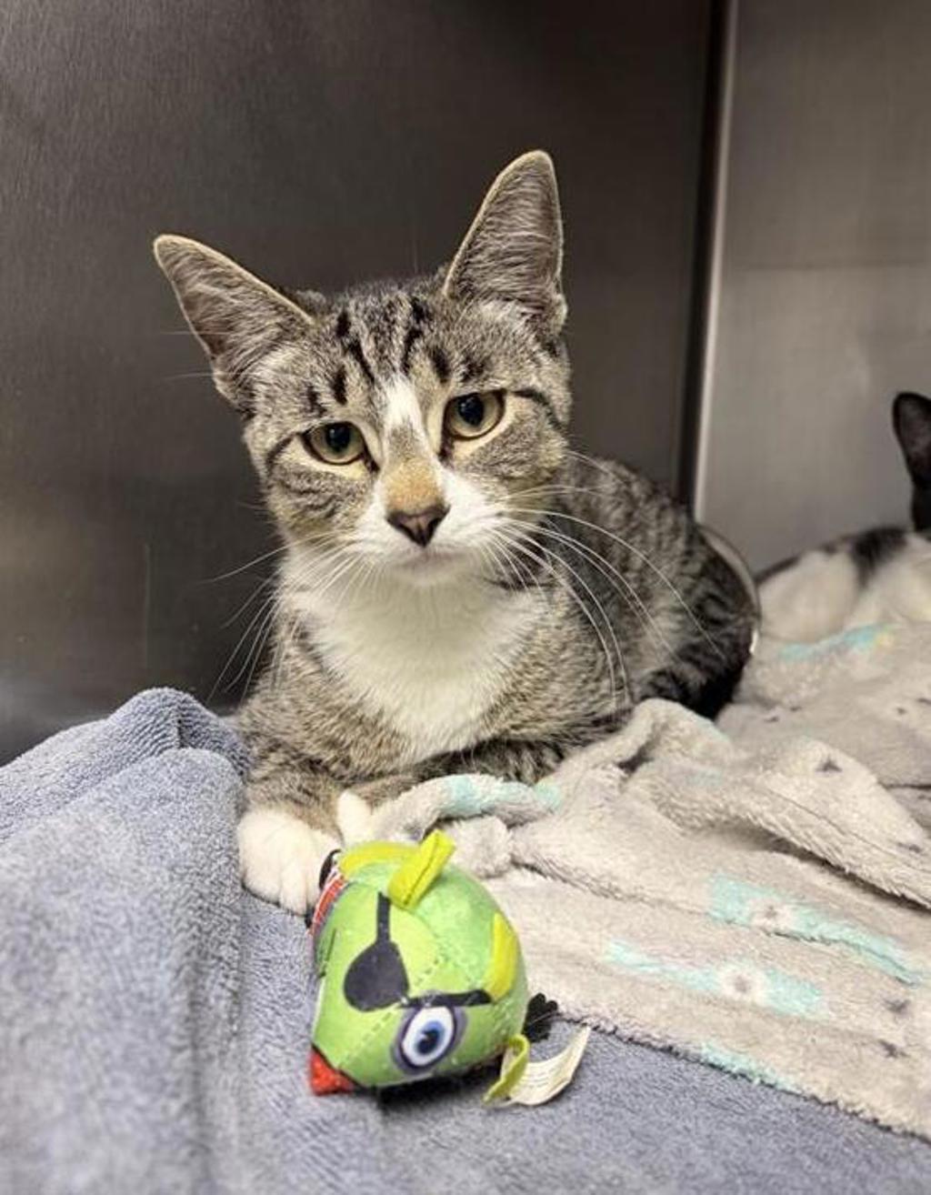 Shelter Stray Male Cat last seen Near 6th Avenue N, GREAT FALLS, MT, 59403, 1010 25th Ave NE, Great Falls, MT 59404, USA