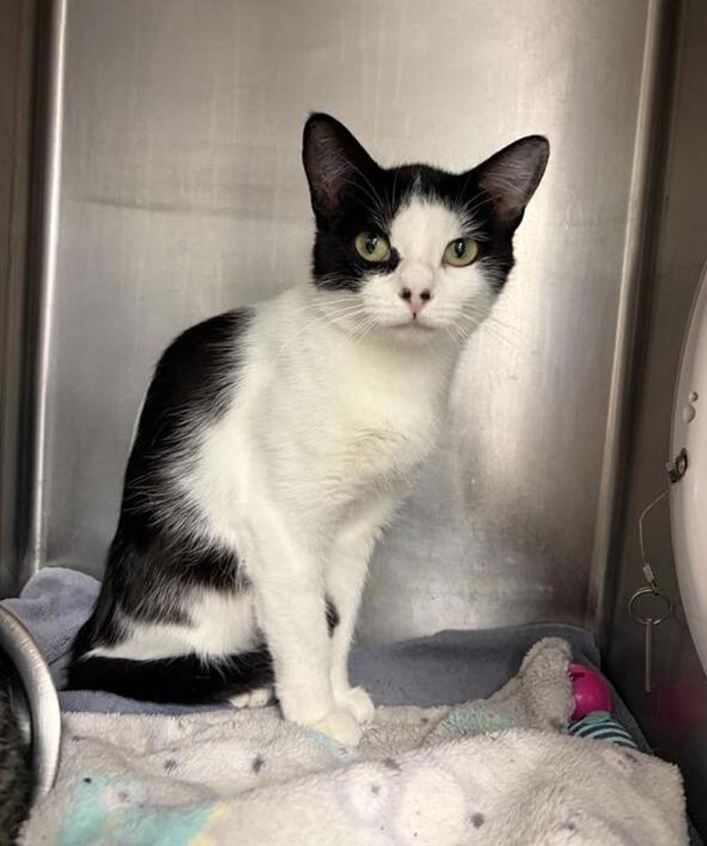 Shelter Stray Female Cat last seen Near 6th Avenue N, GREAT FALLS, MT, 59403, 1010 25th Ave NE, Great Falls, MT 59404, USA