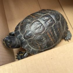 Shelter Stray Unknown Reptile last seen Pan American Plaza, San Diego, CA, 92101, 5500 Gaines St, San Diego, CA 92110, USA
