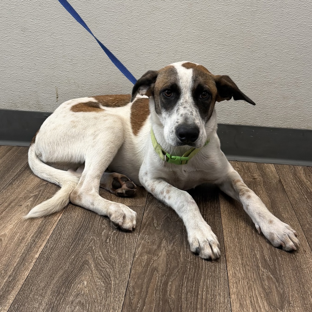 Shelter Stray Male Dog last seen Near Newton Avenue, San Diego, CA, 92113, 5500 Gaines St, San Diego, CA 92110, USA