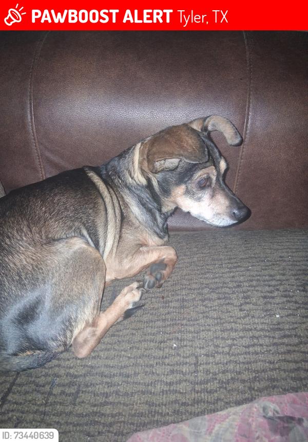 Lost Female Dog last seen Tyler Texas, Tyler, TX 75702