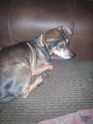 Lost Female Dog last seen Tyler Texas, Tyler, TX 75702