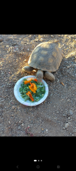 Lost Male Other last seen Engel price, Henderson, NV 89011