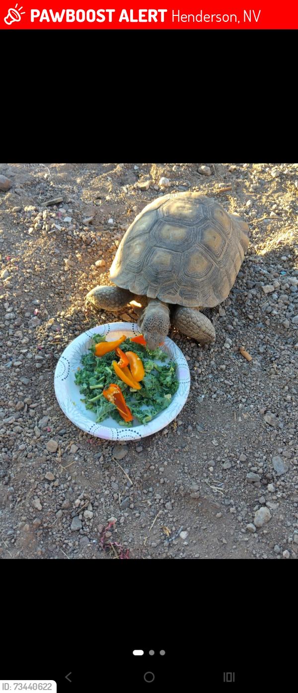 Lost Male Other last seen Engel price, Henderson, NV 89011