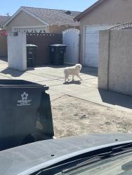 Found/Stray Unknown Dog last seen Magnolia av, Anaheim, CA 92804