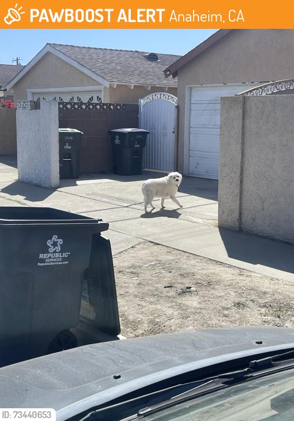 Found/Stray Unknown Dog last seen Magnolia av, Anaheim, CA 92804