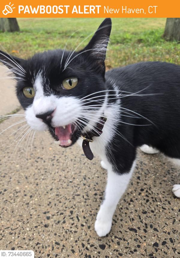 Found/Stray Unknown Cat last seen king Robinson school, New Haven, CT 06511