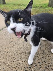 Found/Stray Unknown Cat last seen king Robinson school, New Haven, CT 06511