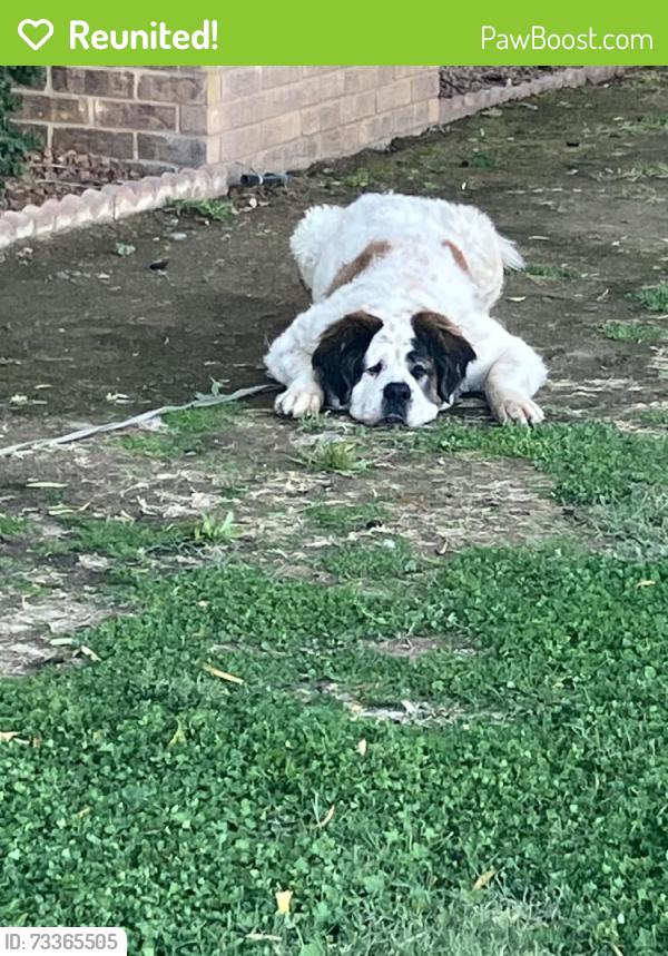 Reunited Female Dog last seen Thomas and 71 ave, Phoenix, AZ 85033