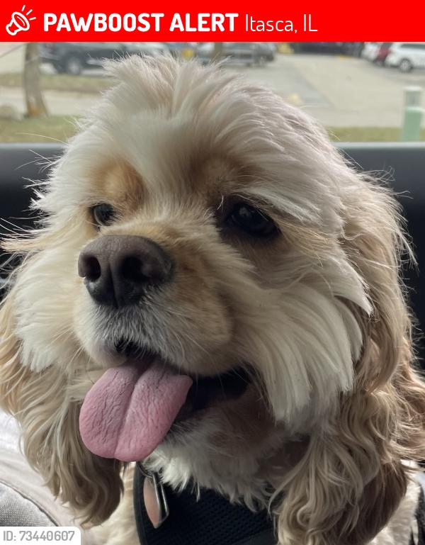 Lost Female Dog last seen Near, Itasca, IL 60143