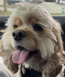 Lost Female Dog last seen Near, Itasca, IL 60143
