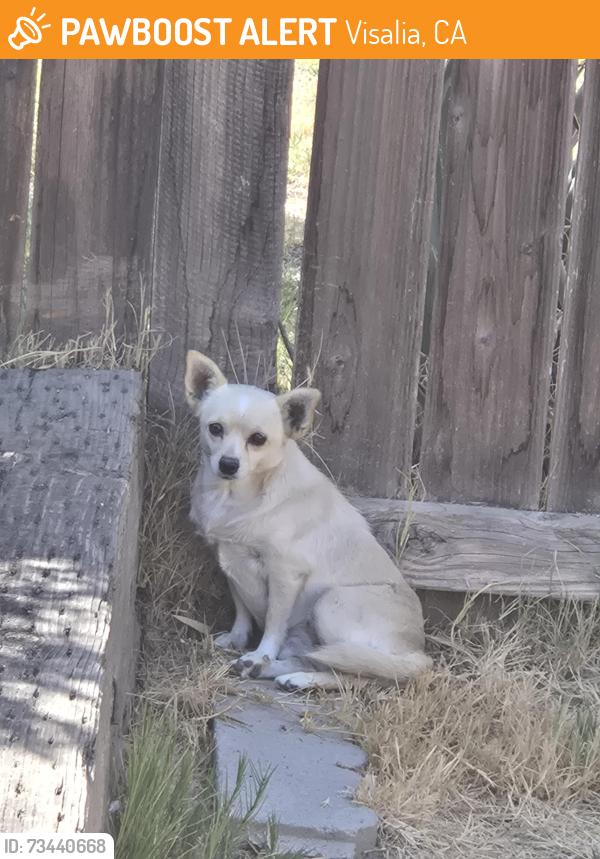 Found/Stray Unknown Dog last seen St. John's parkway and Ben Maddox, Visalia, CA 93277