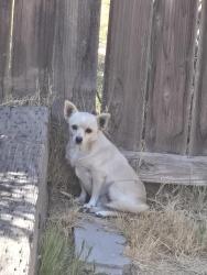 Found/Stray Unknown Dog last seen St. John's parkway and Ben Maddox, Visalia, CA 93277