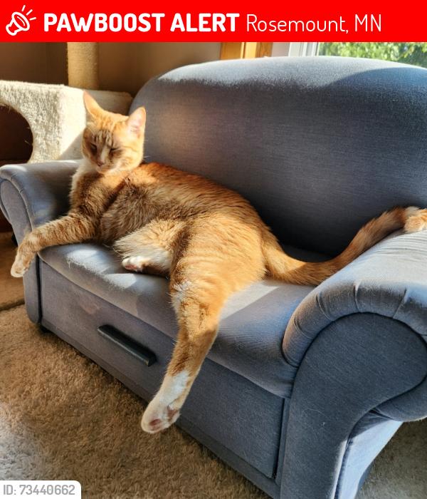 Lost Male Cat last seen 131st Street and Dodd Blvd, Rosemount, MN 55068