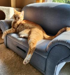 Lost Male Cat last seen 131st Street and Dodd Blvd, Rosemount, MN 55068