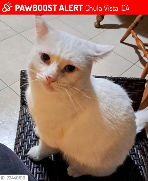 Lost Male Cat last seen J st & Hilltop Drive., Chula Vista, CA 91910