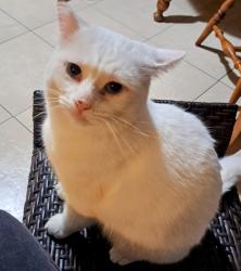 Lost Male Cat last seen J st & Hilltop Drive., Chula Vista, CA 91910