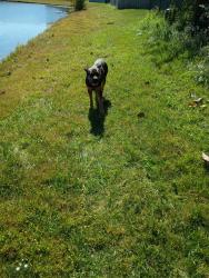 Found/Stray Female Dog last seen Mozart way and Wolfgang pl, Indianapolis, IN 46239