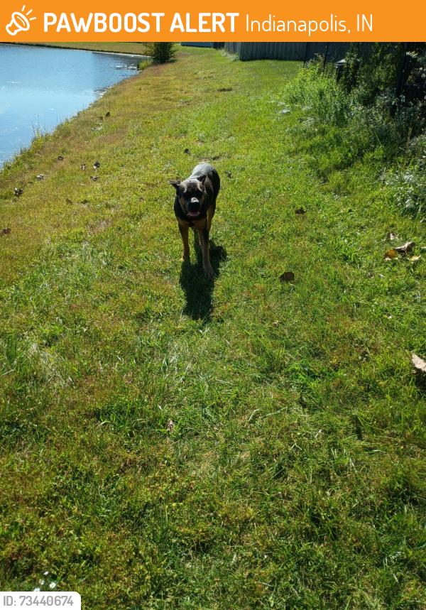 Found/Stray Female Dog last seen Mozart way and Wolfgang pl, Indianapolis, IN 46239