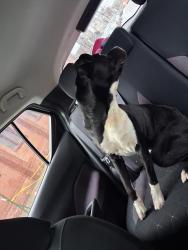 Reunited Male Dog last seen Ann and william, Newburgh, NY 12550