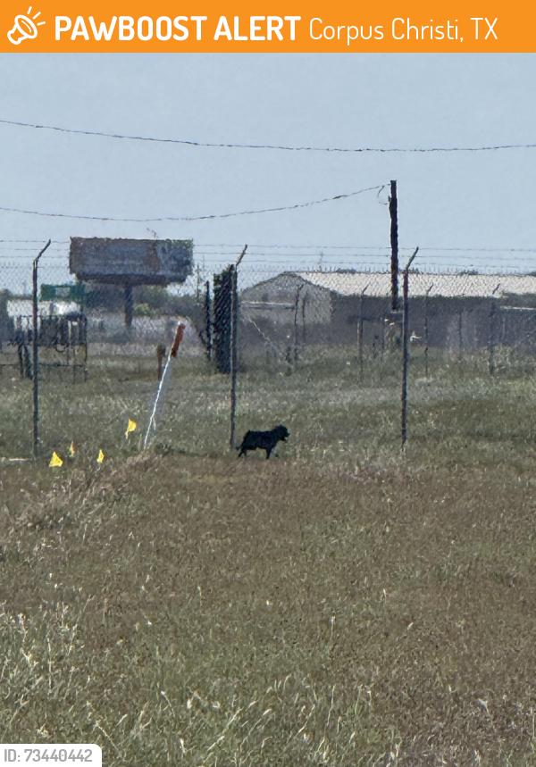 Found/Stray Unknown Dog last seen Spotted on the corner of Pinson and Agnes, Corpus Christi, TX 78406