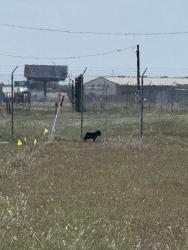 Found/Stray Unknown Dog last seen Spotted on the corner of Pinson and Agnes, Corpus Christi, TX 78406