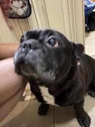 Reunited Male Dog last seen Elliott ave/ South broadway, Yonkers, NY 10705