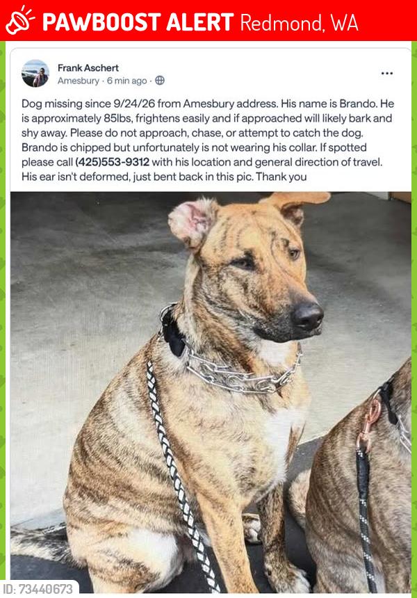 Lost Male Dog last seen Amesbury subdivision running in street, Redmond, WA 98053