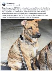 Lost Male Dog last seen Amesbury subdivision running in street, Redmond, WA 98053