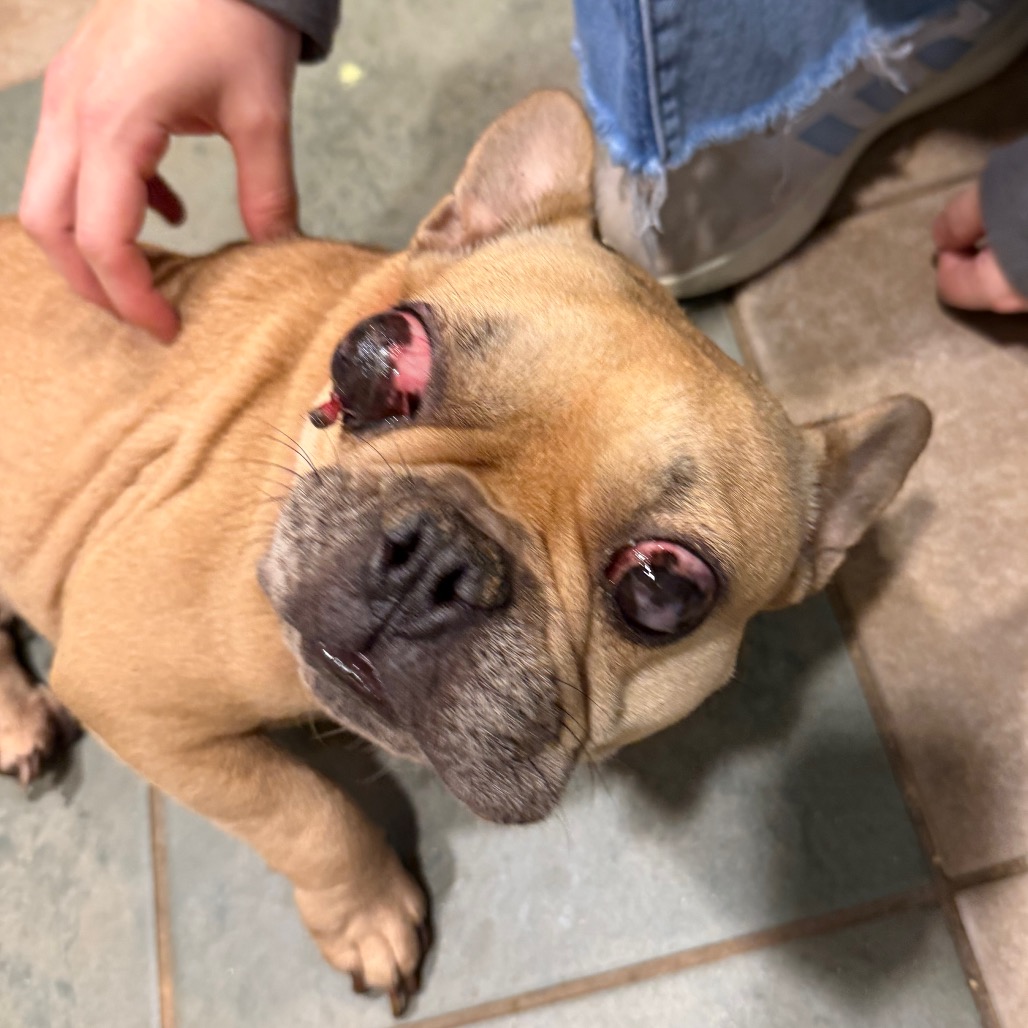 Shelter Stray Female Dog last seen , 4500 N Access Rd, Chattanooga, TN 37415, USA
