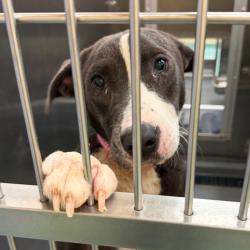 Shelter Stray Female Dog last seen , 2350 Appling City Cove, Memphis, TN 38133, USA
