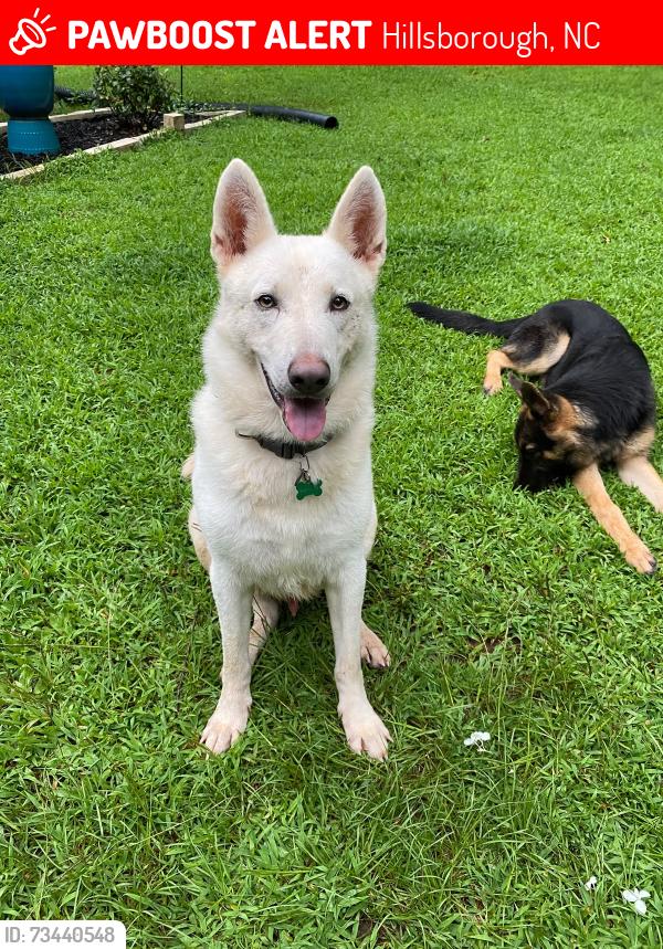 Lost Male Dog last seen Land, Hillsborough, NC 27278