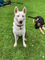 Lost Male Dog last seen Land, Hillsborough, NC 27278