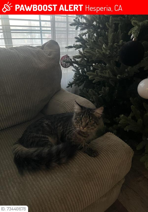 Lost Female Cat last seen auburn ave hesperia california, Hesperia, CA 92344