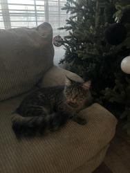 Lost Female Cat last seen auburn ave hesperia california, Hesperia, CA 92344