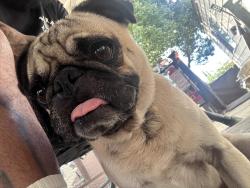 Found/Stray Male Dog last seen Cedar Ave/ El Rivino, Bloomington, CA 92316