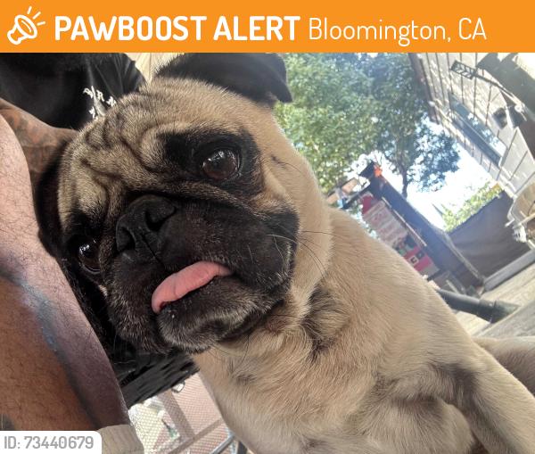 Found/Stray Male Dog last seen Cedar Ave/ El Rivino, Bloomington, CA 92316